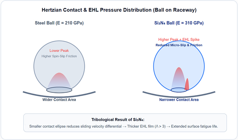 Hertzian Contact & EHL Pressure Distribution (Ball on Raceway)